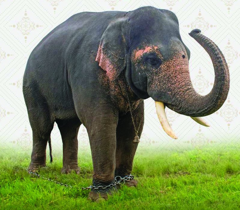 Ekalavya
